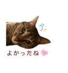 キジトラ猫のモモちやん（個別スタンプ：8）