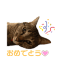 キジトラ猫のモモちやん（個別スタンプ：9）