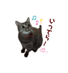 キジトラ猫のモモちやん（個別スタンプ：12）