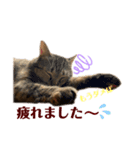 キジトラ猫のモモちやん（個別スタンプ：13）