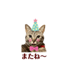 キジトラ猫のモモちやん（個別スタンプ：14）