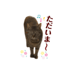 キジトラ猫のモモちやん（個別スタンプ：15）