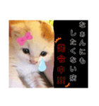 子にゃんこスタンプ♪（個別スタンプ：8）