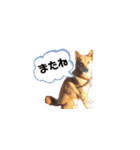 キツネ顔のマロン（個別スタンプ：5）