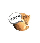 キツネ顔のマロン（個別スタンプ：19）