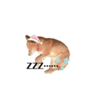キツネ顔のマロン（個別スタンプ：21）