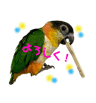 インコスタンプ(2)（個別スタンプ：2）