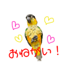 インコスタンプ(2)（個別スタンプ：3）