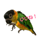 インコスタンプ(2)（個別スタンプ：4）