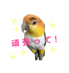 インコスタンプ(2)（個別スタンプ：5）