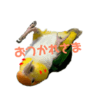 インコスタンプ(2)（個別スタンプ：7）