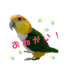 インコスタンプ(2)（個別スタンプ：8）