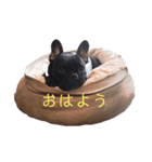 フレブルROY stamp（個別スタンプ：7）