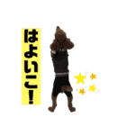 ぽみるる（個別スタンプ：16）