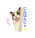 いつものほたてくん（個別スタンプ：2）