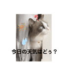 いつものほたてくん（個別スタンプ：3）