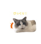 いつものほたてくん（個別スタンプ：11）