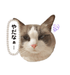 いつものほたてくん（個別スタンプ：15）