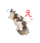 いつものほたてくん（個別スタンプ：16）