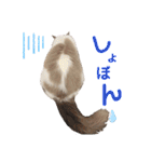 いつものほたてくん（個別スタンプ：17）