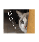 いつものほたてくん（個別スタンプ：19）