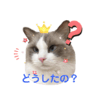 いつものほたてくん（個別スタンプ：21）