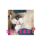 いつものほたてくん（個別スタンプ：22）