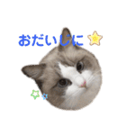 いつものほたてくん（個別スタンプ：24）