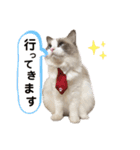 いつものほたてくん（個別スタンプ：26）