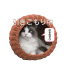 いつものほたてくん（個別スタンプ：27）