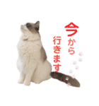 いつものほたてくん（個別スタンプ：29）