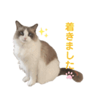 いつものほたてくん（個別スタンプ：30）
