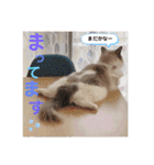 いつものほたてくん（個別スタンプ：33）