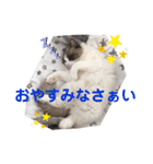 いつものほたてくん（個別スタンプ：36）