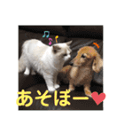 いつものほたてくん（個別スタンプ：37）