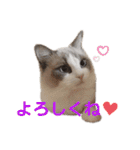 いつものほたてくん（個別スタンプ：38）