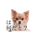 毎日もんちゃん（個別スタンプ：4）