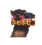 Jayna＆Ryan（個別スタンプ：16）