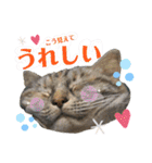 雑種の猫による宴～野球観戦編～（個別スタンプ：1）
