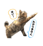 雑種の猫による宴～野球観戦編～（個別スタンプ：2）