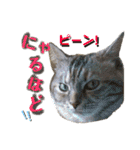 雑種の猫による宴～野球観戦編～（個別スタンプ：4）