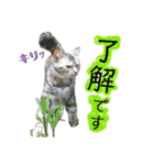 雑種の猫による宴～野球観戦編～（個別スタンプ：5）