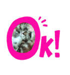 雑種の猫による宴～野球観戦編～（個別スタンプ：6）