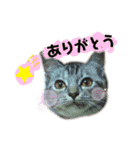 雑種の猫による宴～野球観戦編～（個別スタンプ：7）