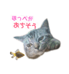雑種の猫による宴～野球観戦編～（個別スタンプ：9）