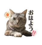 雑種の猫による宴～野球観戦編～（個別スタンプ：10）