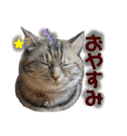 雑種の猫による宴～野球観戦編～（個別スタンプ：11）
