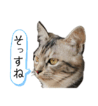 雑種の猫による宴～野球観戦編～（個別スタンプ：12）