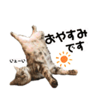 雑種の猫による宴～野球観戦編～（個別スタンプ：13）