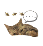 雑種の猫による宴～野球観戦編～（個別スタンプ：15）